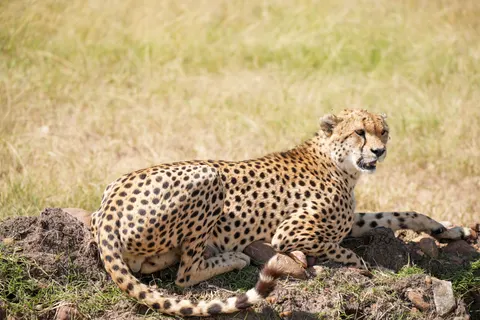 Luipaard 4K-achtergrond · animals · 3840×2560