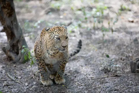 Leopard 4K Wallpaper · animals · 3840×2560