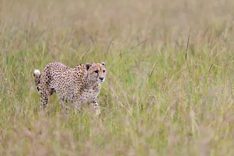 ヒョウ 4K壁紙 · animals · 3840×2560