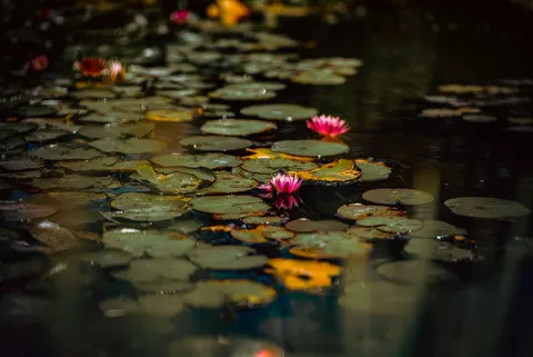 والپیپر نیلوفر آبی با کیفیت 4K · flowers · 3840×2566