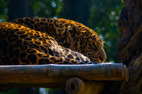 Leopard 4K Wallpaper · animals · 3840×2560