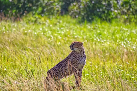 Leopard 4K Wallpaper · animals · 3840×2560