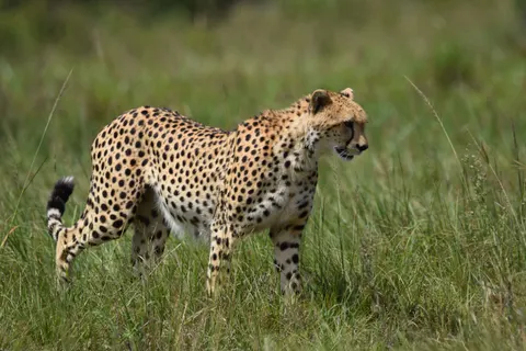 Leopard 4K Wallpaper · animals · 3840×2560