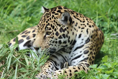 Leopard 4K Wallpaper · animals · 3840×2560