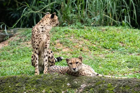 Leopard 4K Wallpaper · animals · 3840×2560