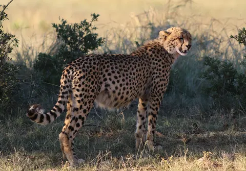 तेंदुआ 4K वॉलपेपर · animals · 3840×2679