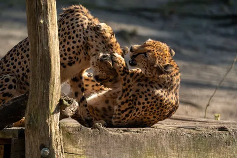 Leopard 4K Wallpaper · animals · 3840×2560