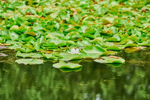 Fond d'écran Nénuphar 4K · flowers · 3840×2560