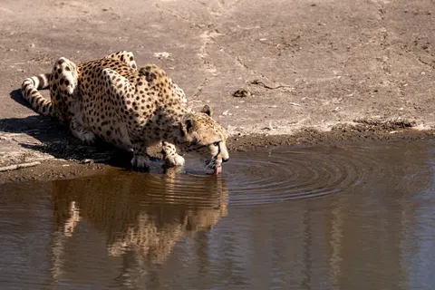 Leopard 4K Wallpaper · animals · 3840×2560