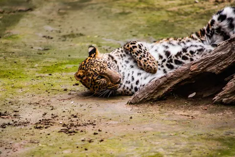 Leopard 4K Wallpaper · animals · 3840×2560