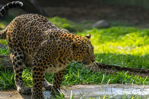 Fondo de pantalla Leopardo 4K · animals · 3840×2560