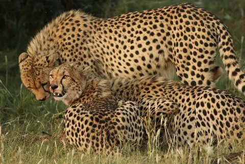 Leopard 4K Wallpaper · animals · 3840×2575