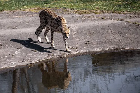 Leopard 4K Wallpaper · animals · 3840×2560