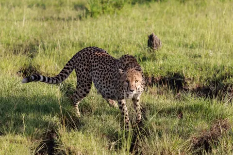 Leopard 4K Wallpaper · animals · 3840×2560