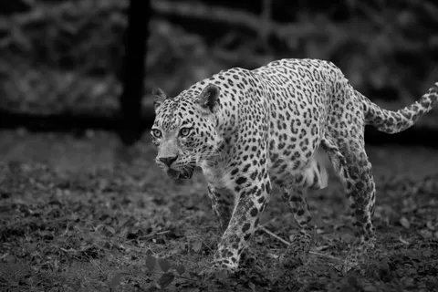 Leopard 4K Wallpaper · animals · 3840×2560