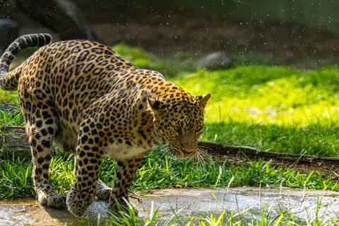 Leopard 4K Wallpaper · animals · 3840×2560