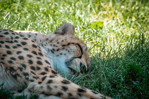 Leopard 4K Wallpaper · animals · 3840×2563