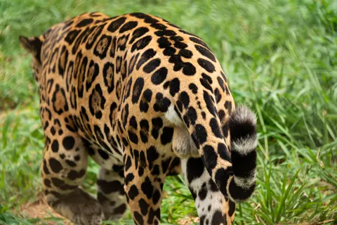 Leopard 4K Wallpaper · animals · 3840×2563