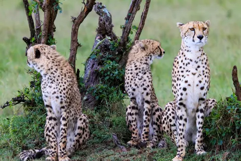 Leopard 4K Wallpaper · animals · 3840×2560