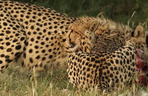Leopard 4K Wallpaper · animals · 3840×2491