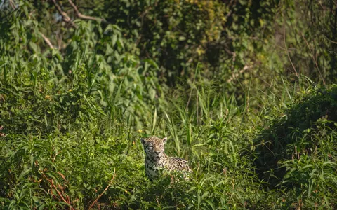 Fond d'écran Léopard 4K · animals · 3840×2400