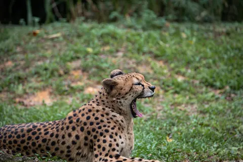 Leopard 4K Wallpaper · animals · 3840×2560
