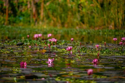 Fond d'écran Nénuphar 4K · flowers · 3840×2555