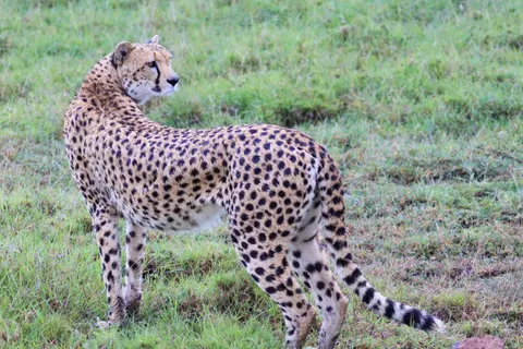 Leopard 4K Wallpaper · animals · 3840×2560