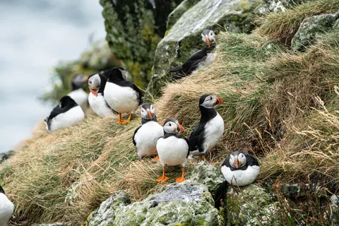 Penguins 4K Wallpaper · animals · 3840×2561
