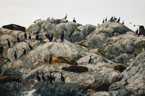 Pinguine 4K Hintergrundbild · animals · 3840×2561