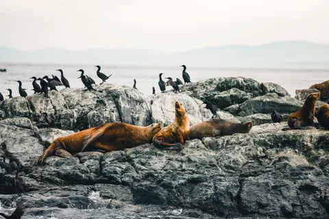 Sfondo Pinguini 4K · animals · 3840×2561