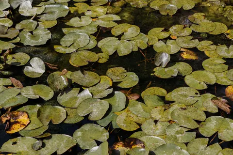 والپیپر نیلوفر آبی با کیفیت 4K · flowers · 3840×2560