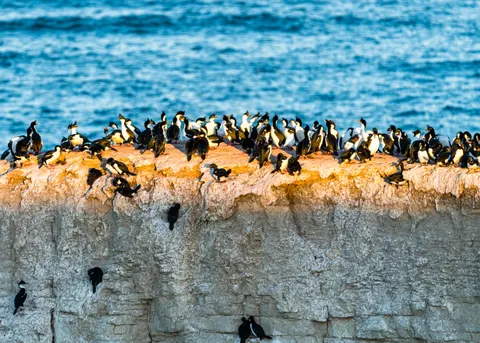 Penguins 4K Wallpaper · animals · 3840×2743