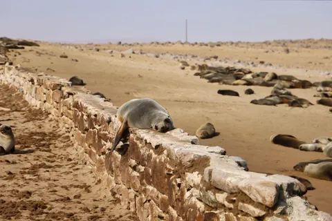 पेंगुइन 4K वॉलपेपर · animals · 3840×2560