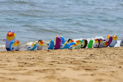 ペンギン 4K壁紙 · animals · 3840×2560