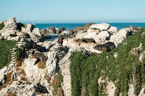 Penguins 4K Wallpaper · animals · 3840×2560
