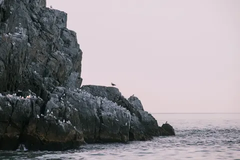Fond d'écran Manchots 4K · animals · 3840×2560