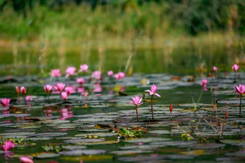 والپیپر نیلوفر آبی با کیفیت 4K · flowers · 3840×2555