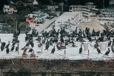 Penguins 4K Wallpaper · animals · 3840×2563