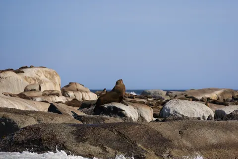 Penguins 4K Wallpaper · animals · 3840×2561