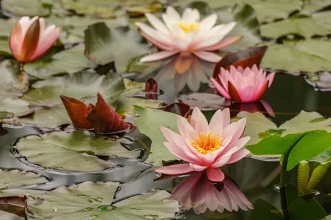 睡蓮 4K桌布 · flowers · 3840×2561