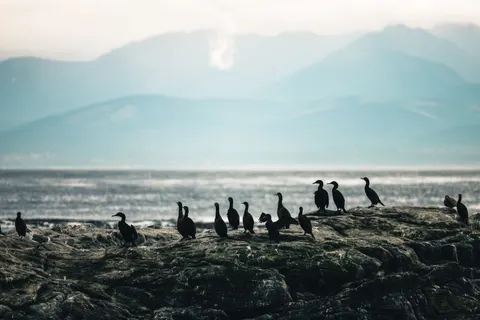 خلفية بطاريق بدقة 4K · animals · 3840×2561
