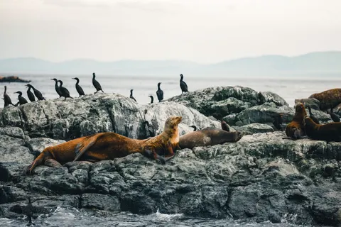 Fond d'écran Manchots 4K · animals · 3840×2561