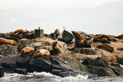 Papel de parede Pinguins 4K · animals · 3840×2561