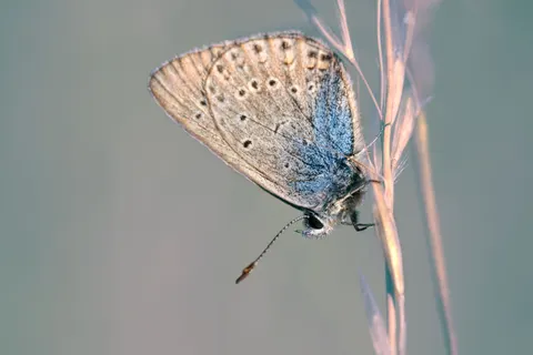 Butterfly 4K Wallpaper · animals · 3840×2560