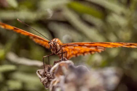 Butterfly 4K Wallpaper · animals · 3840×2560