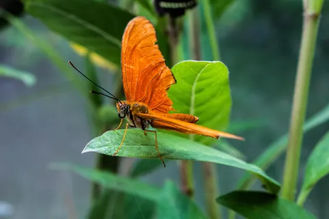 Butterfly 4K Wallpaper · animals · 3840×2560