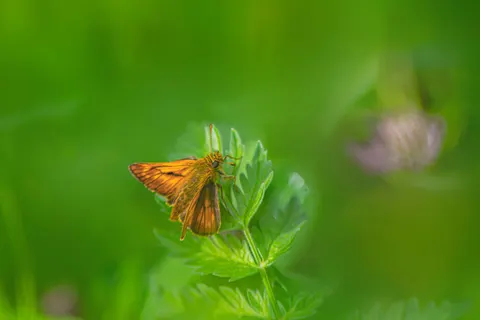 خلفية فراشة بدقة 4K · animals · 3840×2560