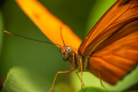 خلفية فراشة بدقة 4K · animals · 3840×2560