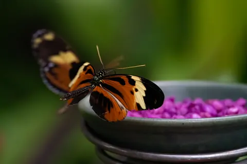 Butterfly 4K Wallpaper · animals · 3840×2560
